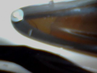 gallery_2173_226_3774.jpg