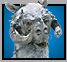 TAUNTAUN_WE