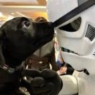 Doggydoc